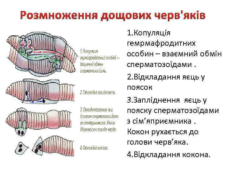 Розмноження дощових черв'яків • 1. Копуляція гемрмафродитних особин – взаємний обмін сперматозоїдами. • 2.