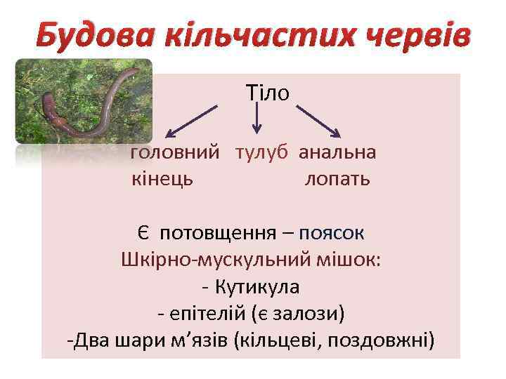 Будова кільчастих червів Тіло головний тулуб анальна кінець лопать Є потовщення – поясок Шкірно-мускульний