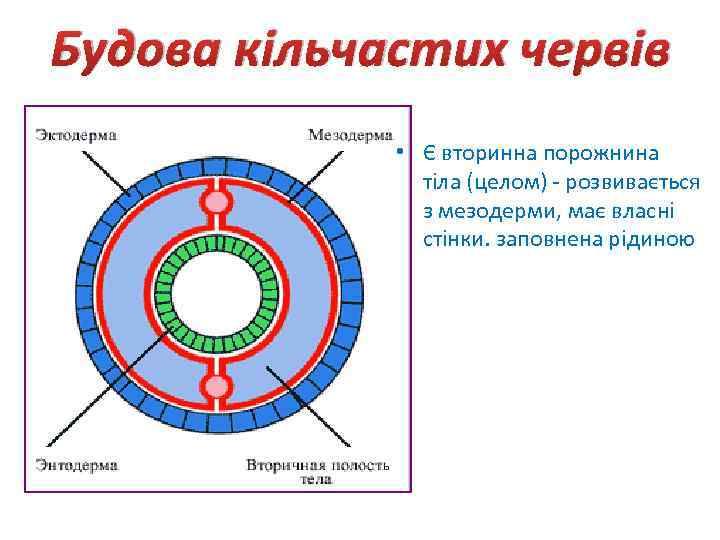 Будова кільчастих червів • Є вторинна порожнина тіла (целом) - розвивається з мезодерми, має