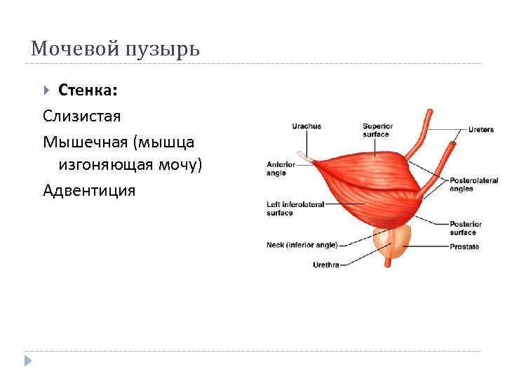 Мочевой пузырь Стенка: Слизистая Мышечная (мышца изгоняющая мочу) Адвентиция 