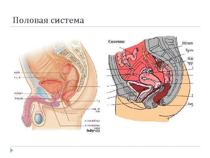 Половая система 