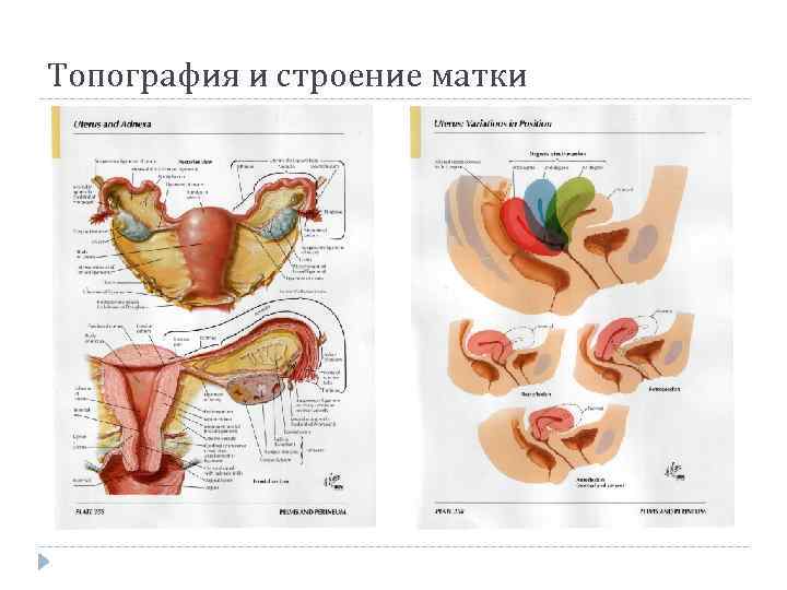 Топография и строение матки 