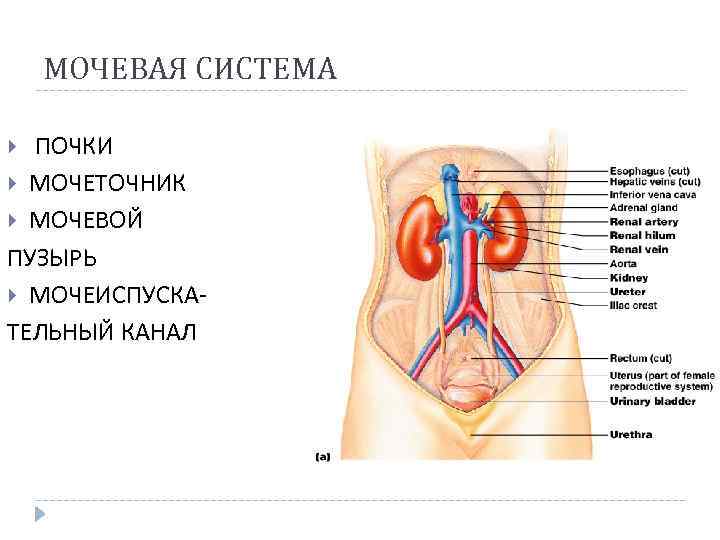 МОЧЕВАЯ СИСТЕМА ПОЧКИ МОЧЕТОЧНИК МОЧЕВОЙ ПУЗЫРЬ МОЧЕИСПУСКАТЕЛЬНЫЙ КАНАЛ 