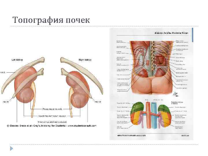 Топография почек 