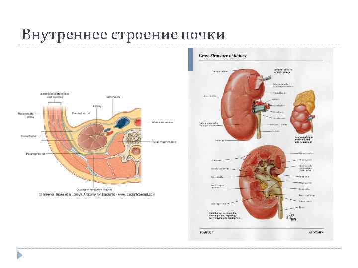 Внутреннее строение почки 