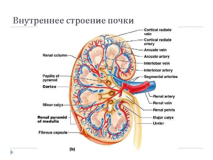 Внутреннее строение почки 