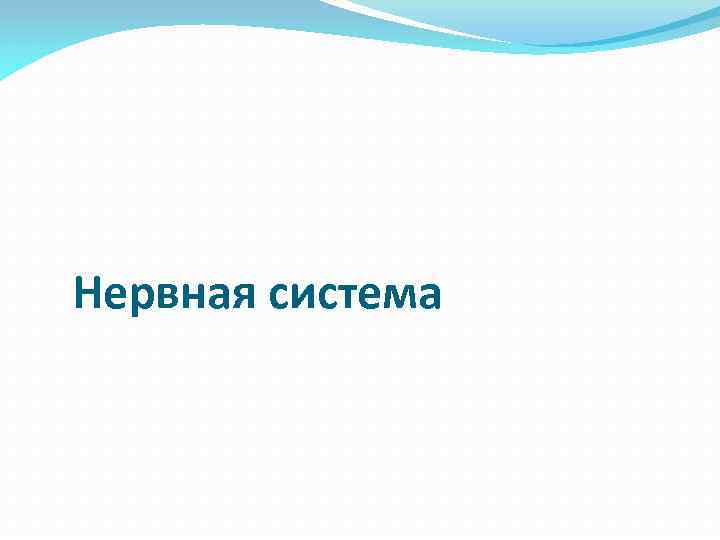 Нервная система 