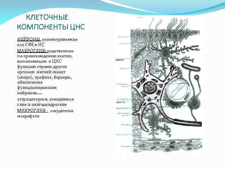  КЛЕТОЧНЫЕ КОМПОНЕНТЫ ЦНС НЕЙРОНЫ, рассматриваемые как СФЕ в НС МАКРОГЛИЯ: родственные по происхождению
