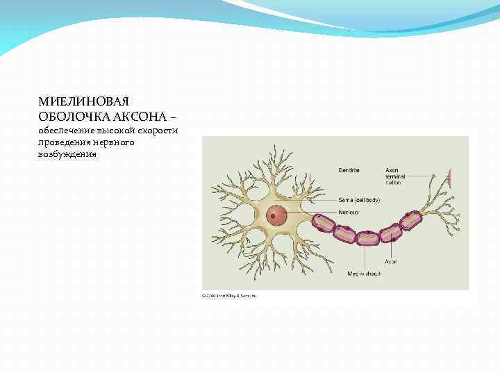 МИЕЛИНОВАЯ ОБОЛОЧКА АКСОНА – обеспечение высокой скорости проведения нервного возбуждения 