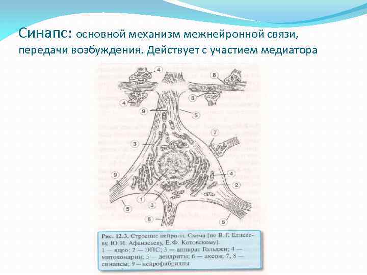 Синапс: основной механизм межнейронной связи, передачи возбуждения. Действует с участием медиатора 