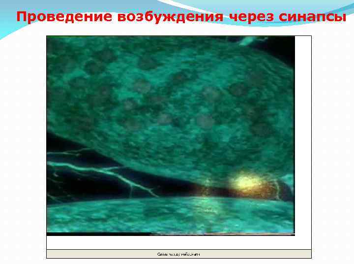 Проведение возбуждения через синапсы 