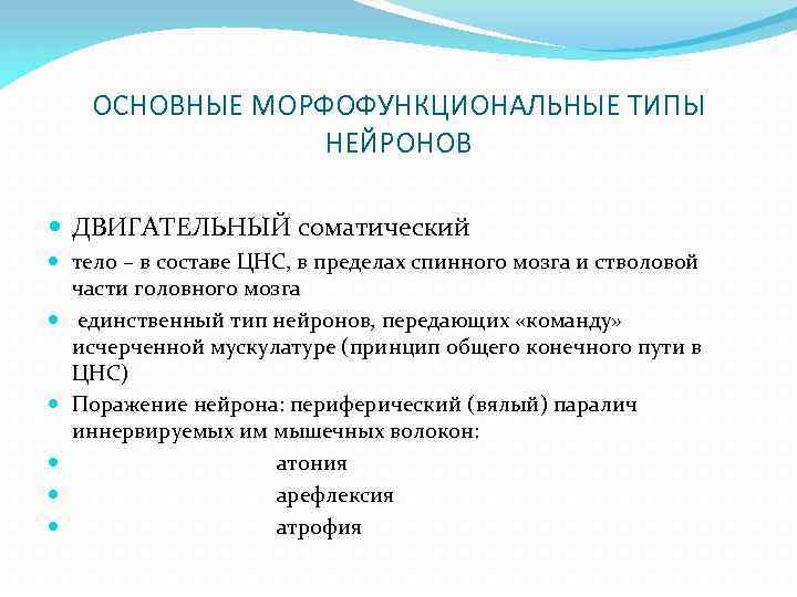 ОСНОВНЫЕ МОРФОФУНКЦИОНАЛЬНЫЕ ТИПЫ НЕЙРОНОВ ДВИГАТЕЛЬНЫЙ соматический тело – в составе ЦНС, в пределах спинного