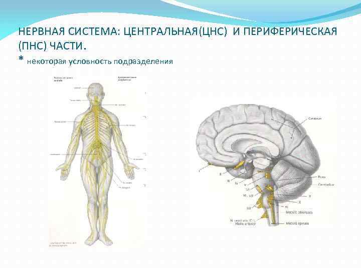 Центральная нервная система фото