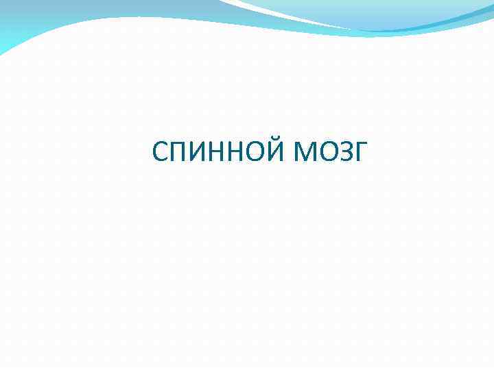 СПИННОЙ МОЗГ 