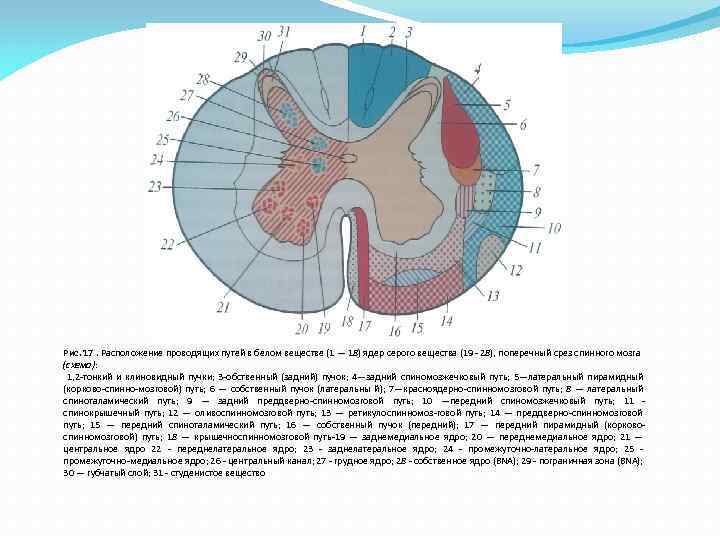 Рис. 17. Расположение проводящих путей в белом веществе (1 — 18) ядер серого вещества