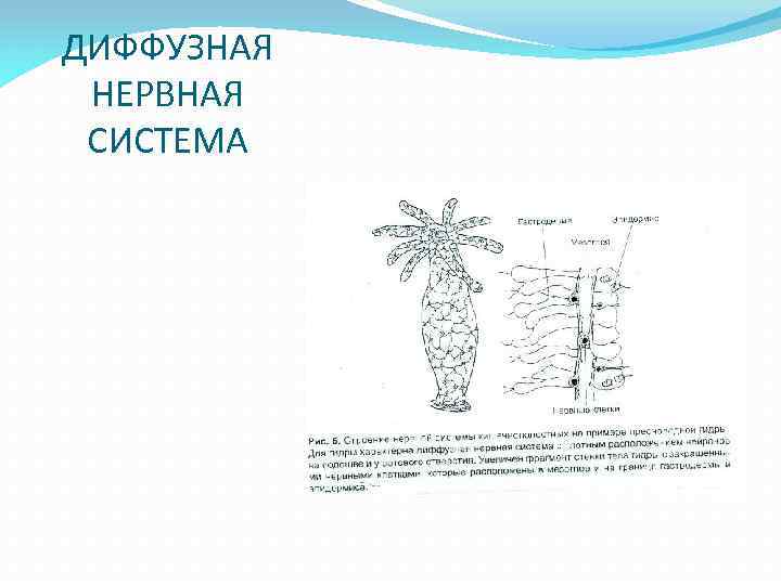 ДИФФУЗНАЯ НЕРВНАЯ СИСТЕМА 