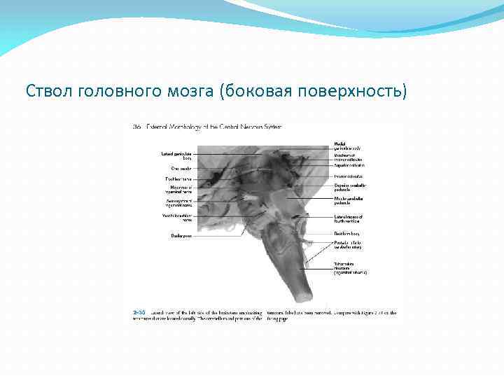 Ствол головного мозга (боковая поверхность) 