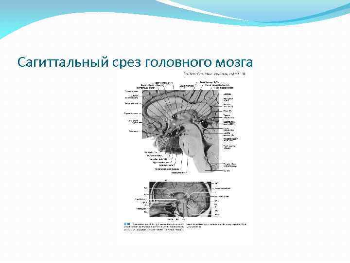 Сагиттальный срез головного мозга 