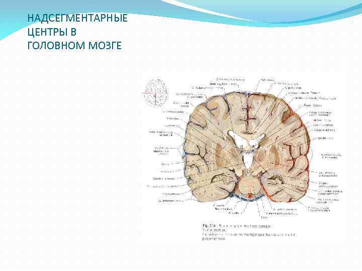 НАДСЕГМЕНТАРНЫЕ ЦЕНТРЫ В ГОЛОВНОМ МОЗГЕ 