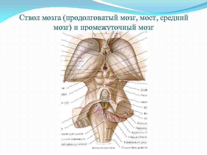 Ствол мозга (продолговатый мозг, мост, средний мозг) и промежуточный мозг 