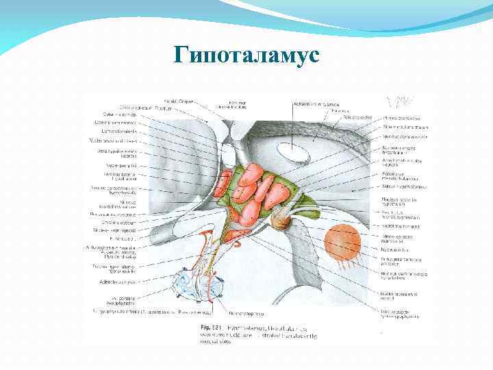 Гипоталамус 