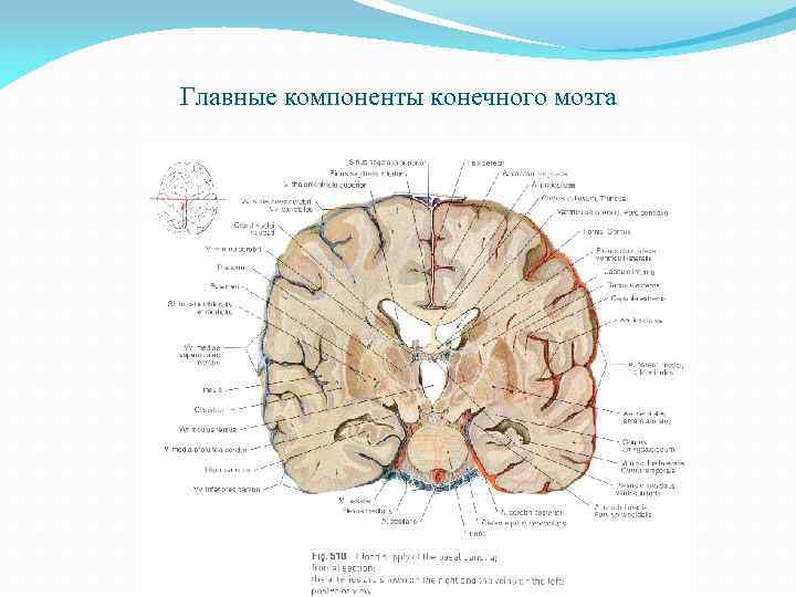 Главные компоненты конечного мозга 