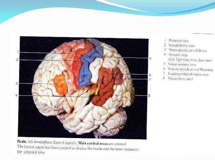 TOPOGRAPHY OF CORTICAL ANALYZERS 