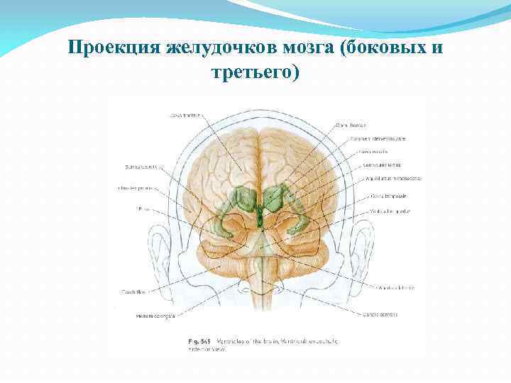 Проекция желудочков мозга (боковых и третьего) 