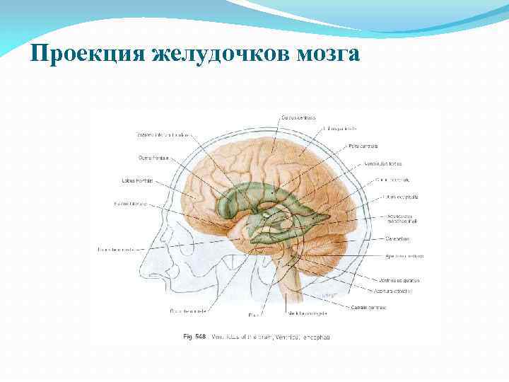 Проекция желудочков мозга 