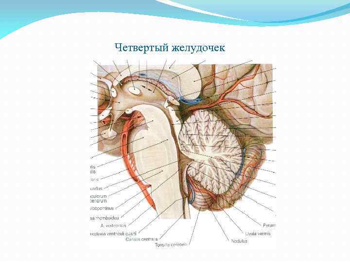 Четвертый желудочек 