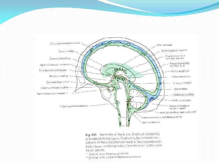 PATHWAYS OF CSF CIRCULATION 