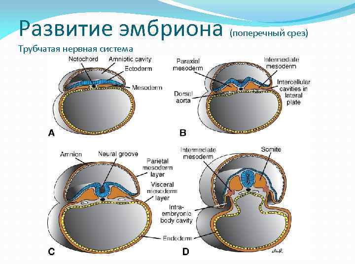Развитие эмбриона Трубчатая нервная система (поперечный срез) 