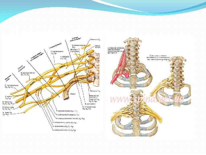 Плечевое сплетение 