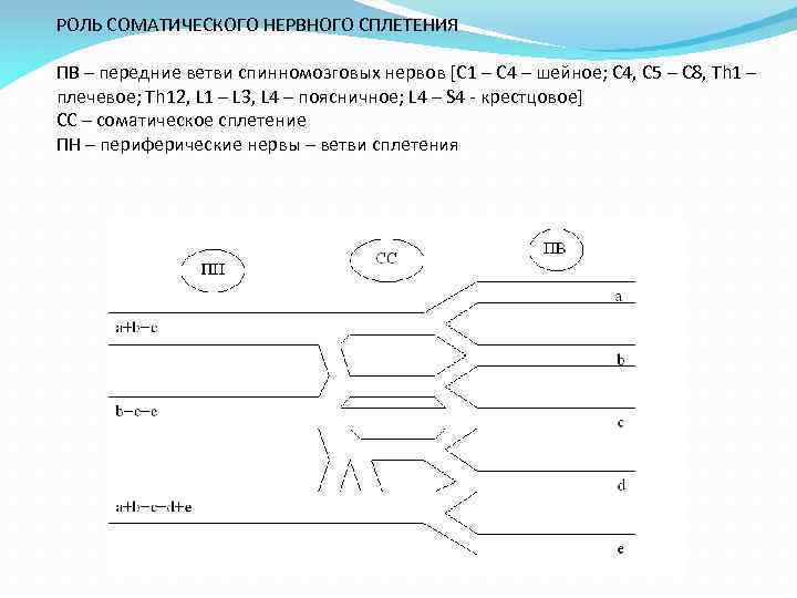 РОЛЬ СОМАТИЧЕСКОГО НЕРВНОГО СПЛЕТЕНИЯ ПВ – передние ветви спинномозговых нервов [C 1 – C