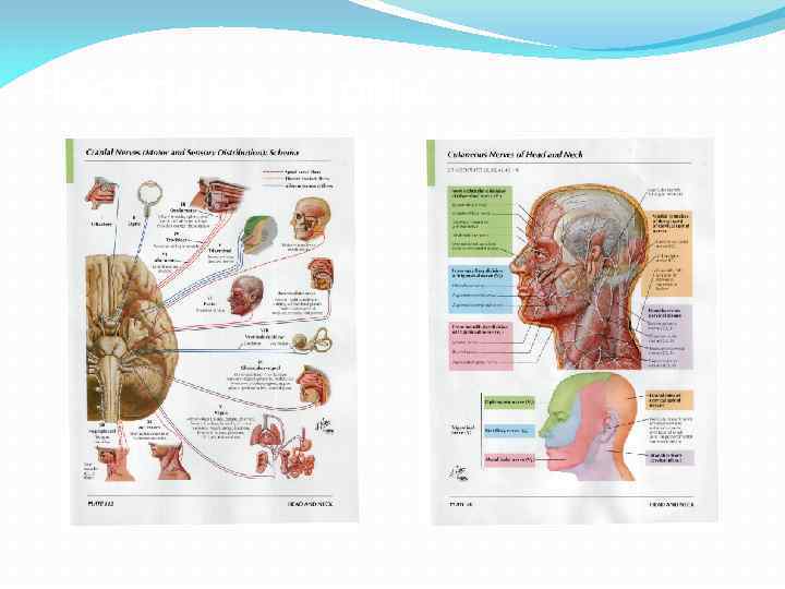 Черепные нервы 