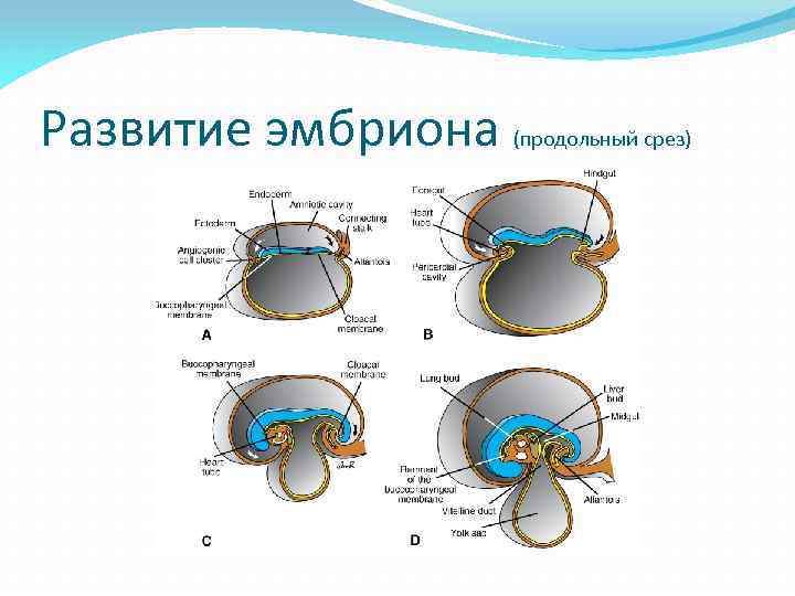 Развитие эмбриона (продольный срез) 