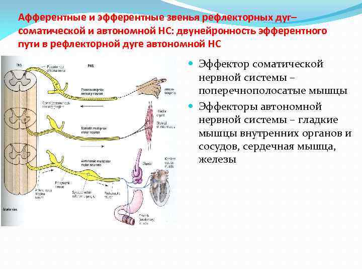 Афферентные и эфферентные звенья рефлекторных дуг– соматической и автономной НС: двунейронность эфферентного пути в