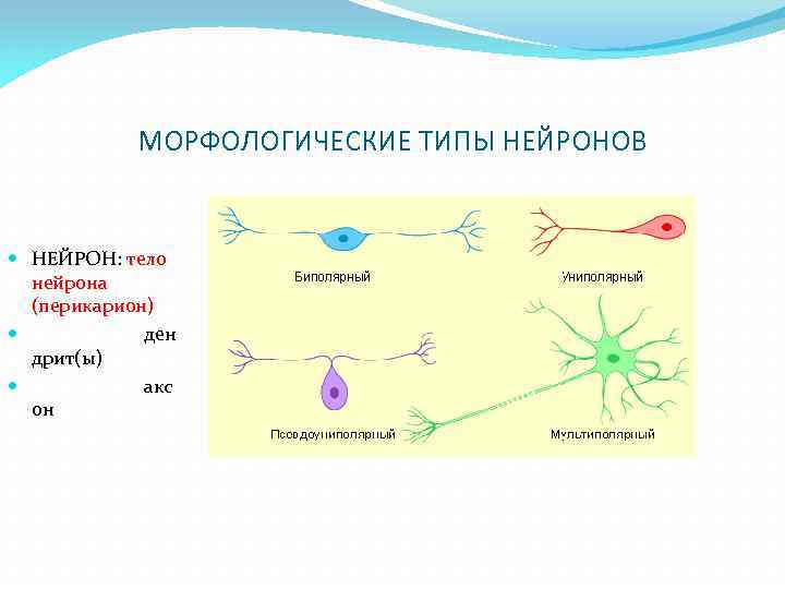 МОРФОЛОГИЧЕСКИЕ ТИПЫ НЕЙРОНОВ НЕЙРОН: тело нейрона (перикарион) ден дрит(ы) акс он 