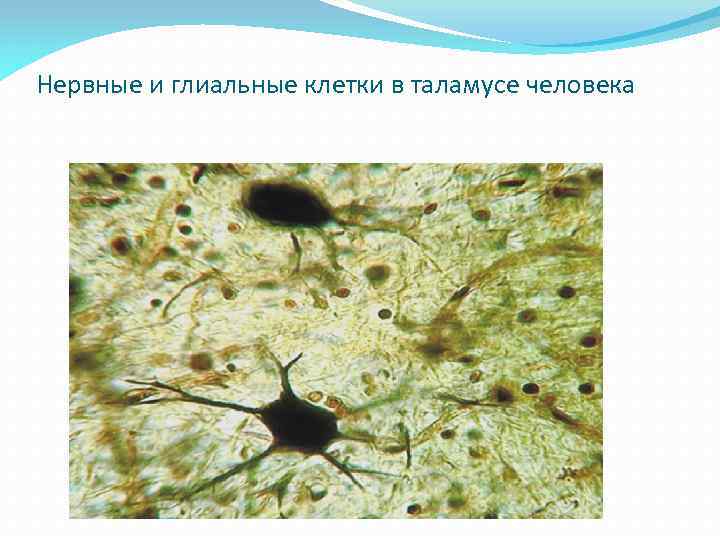 Нервные и глиальные клетки в таламусе человека 