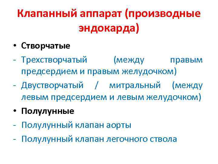 Клапанный аппарат (производные эндокарда) • Створчатые - Трехстворчатый (между правым предсердием и правым желудочком)