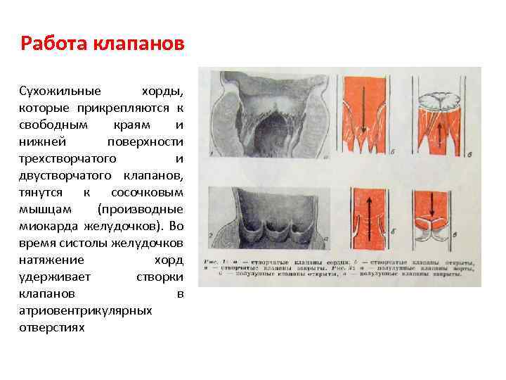 Работа клапанов Сухожильные хорды, которые прикрепляются к свободным краям и нижней поверхности трехстворчатого и