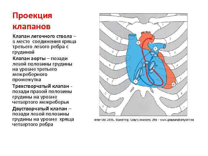 Проекция клапанов Клапан легочного ствола – в месте соединения хряща третьего левого ребра с