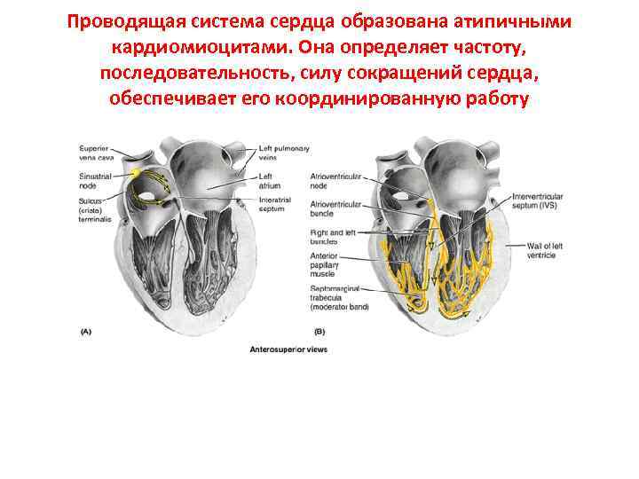 Проводящая система сердца образована атипичными кардиомиоцитами. Она определяет частоту, последовательность, силу сокращений сердца, обеспечивает