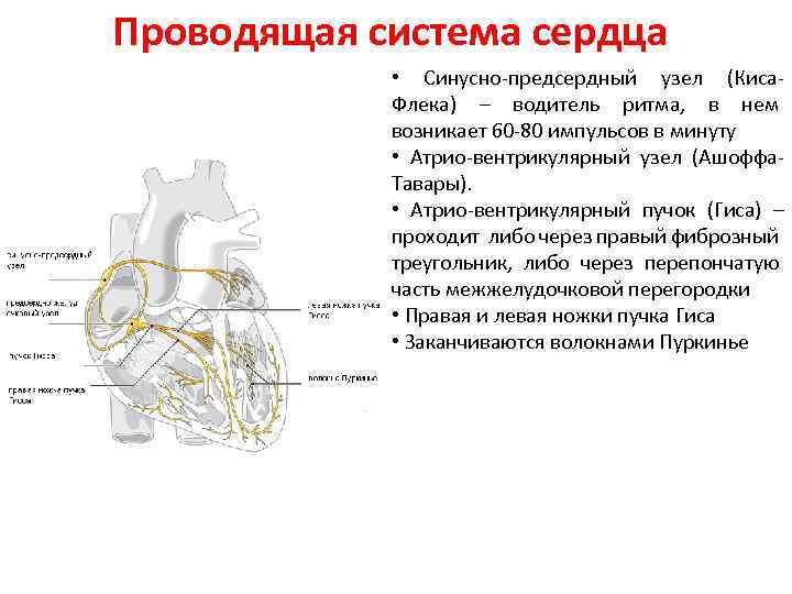 Проводящая система сердца • Синусно-предсердный узел (Киса. Флека) – водитель ритма, в нем возникает