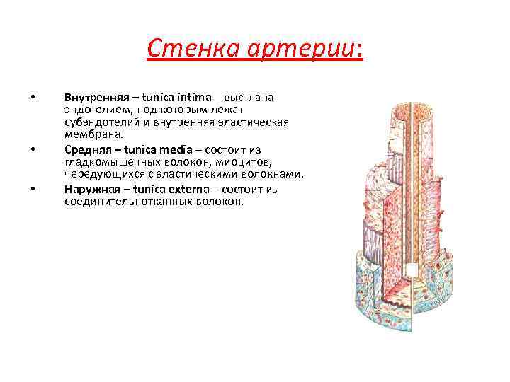 Стенка артерии: • • • Внутренняя – tunica intima – выстлана эндотелием, под которым