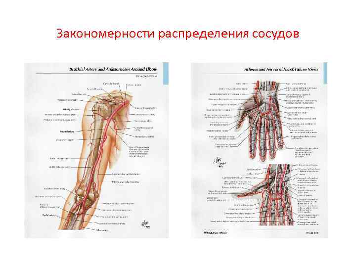Закономерности распределения сосудов 
