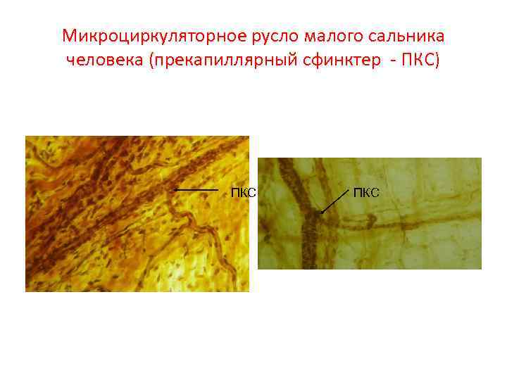 Микроциркуляторное русло малого сальника человека (прекапиллярный сфинктер - ПКС) ПКС 