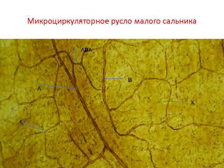 Микроциркуляторное русло малого сальника АВА В А К К 