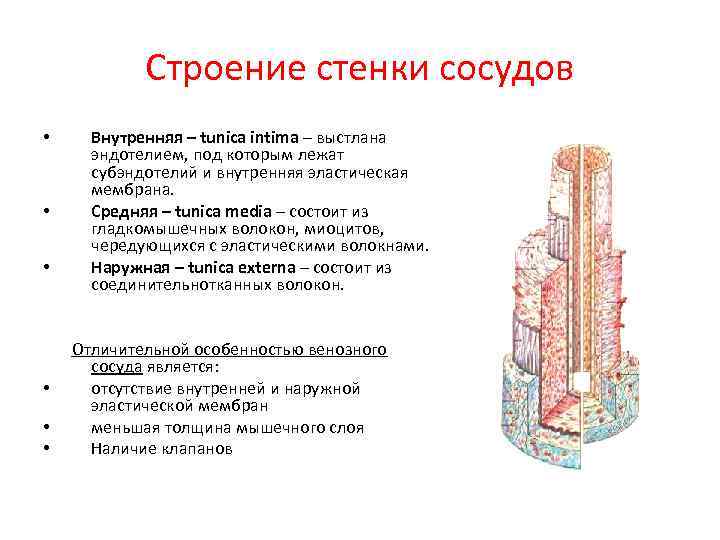 Строение стенки сосудов • • • Внутренняя – tunica intima – выстлана эндотелием, под