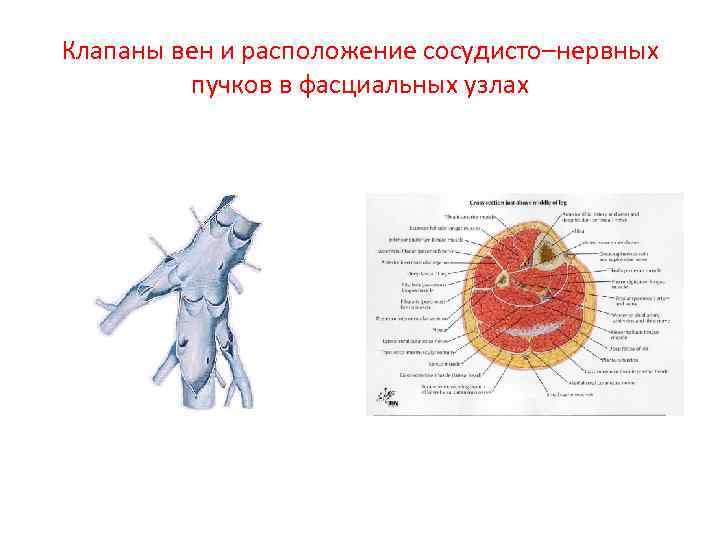 Клапаны вен и расположение сосудисто–нервных пучков в фасциальных узлах 